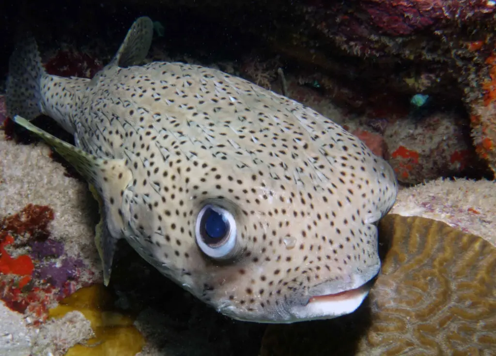 Kofferfisch Kopie